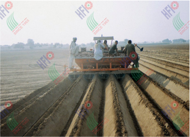 POTATO PLANTER HFI-84